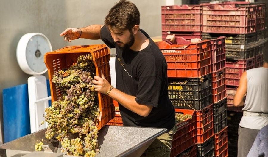 man οverturning crate with bunches of grapes into press machine at Domaine Papagiannakos plant